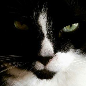 Meet your Posher, Baxter